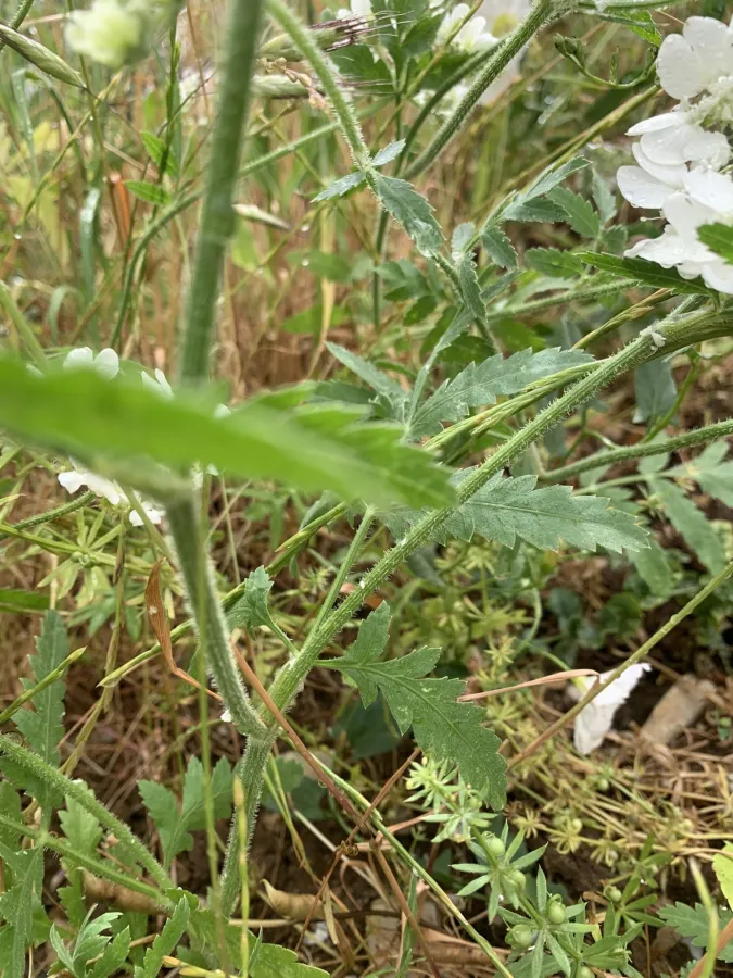 Lisaea heterocarpa