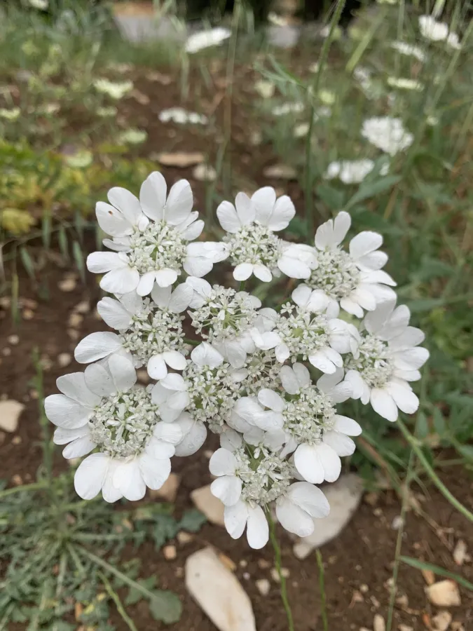 Lisaea heterocarpa