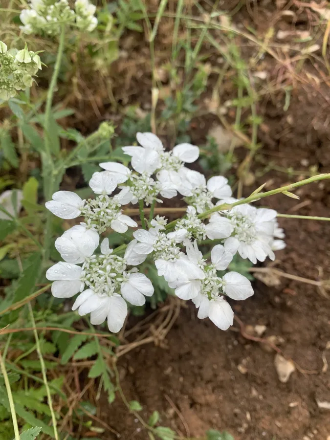 Lisaea heterocarpa