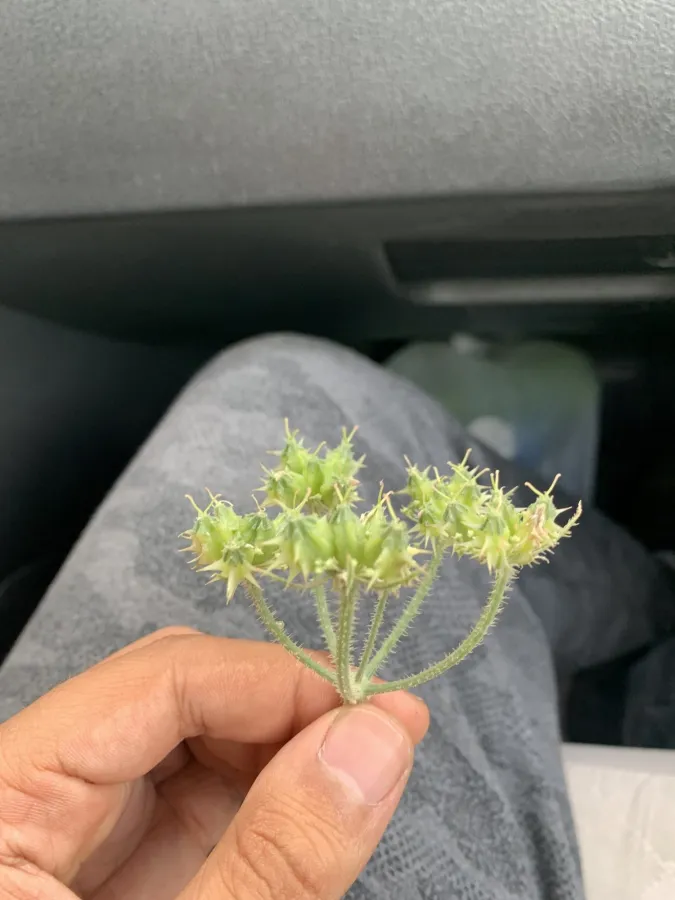 Lisaea strigosa
