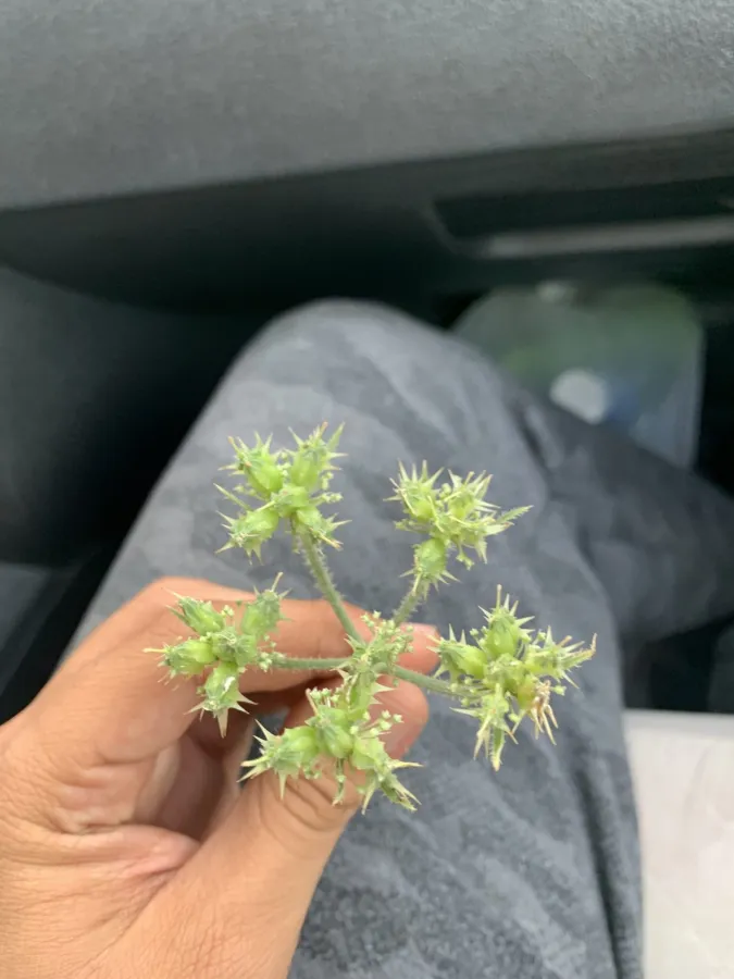 Lisaea strigosa