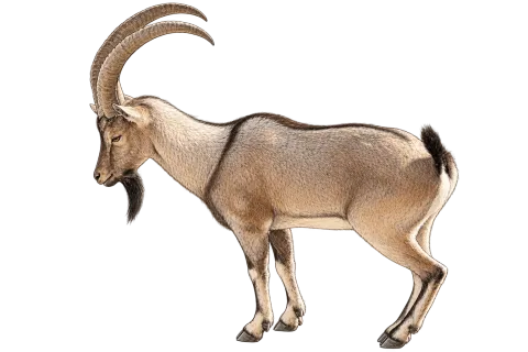 Wild Goat