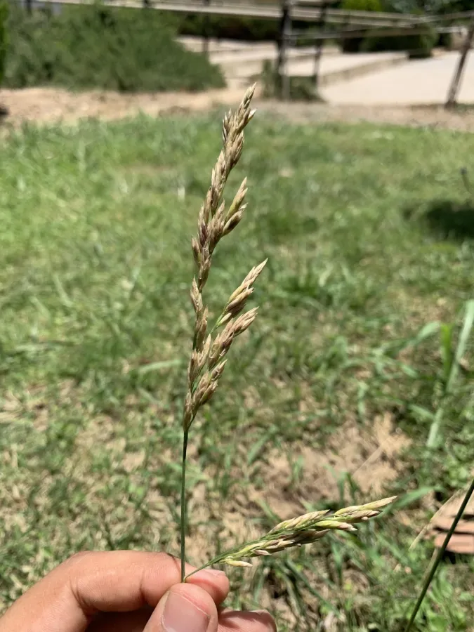 Lolium arundinaceum