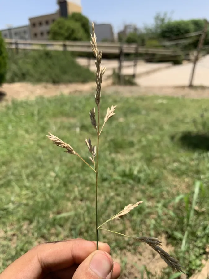 Lolium arundinaceum