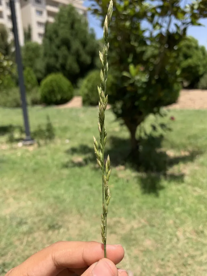 Lolium arundinaceum