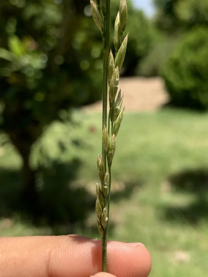 Lolium arundinaceum