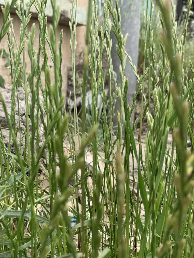 Lolium perenne