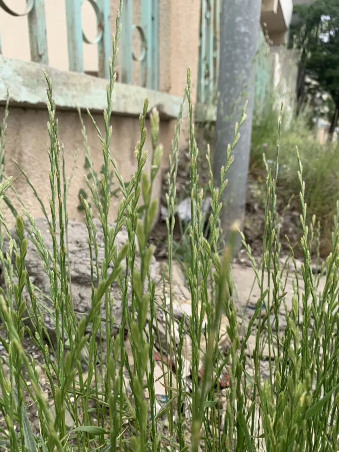 Lolium perenne