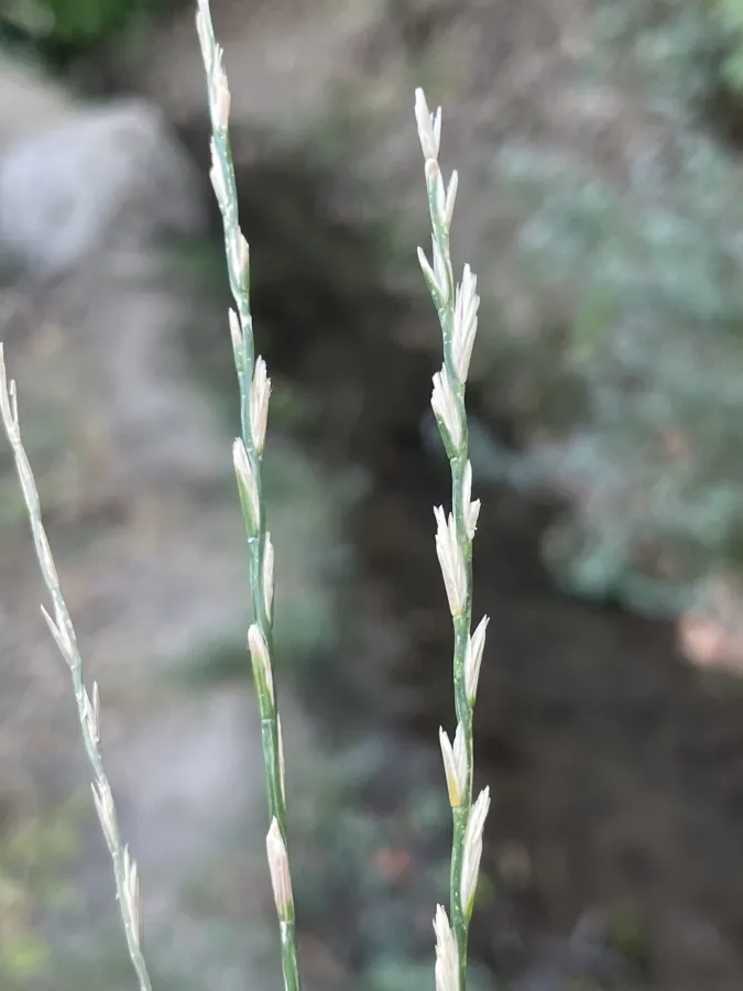 Lolium perenne