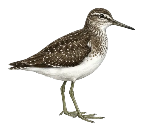 Green Sandpiper