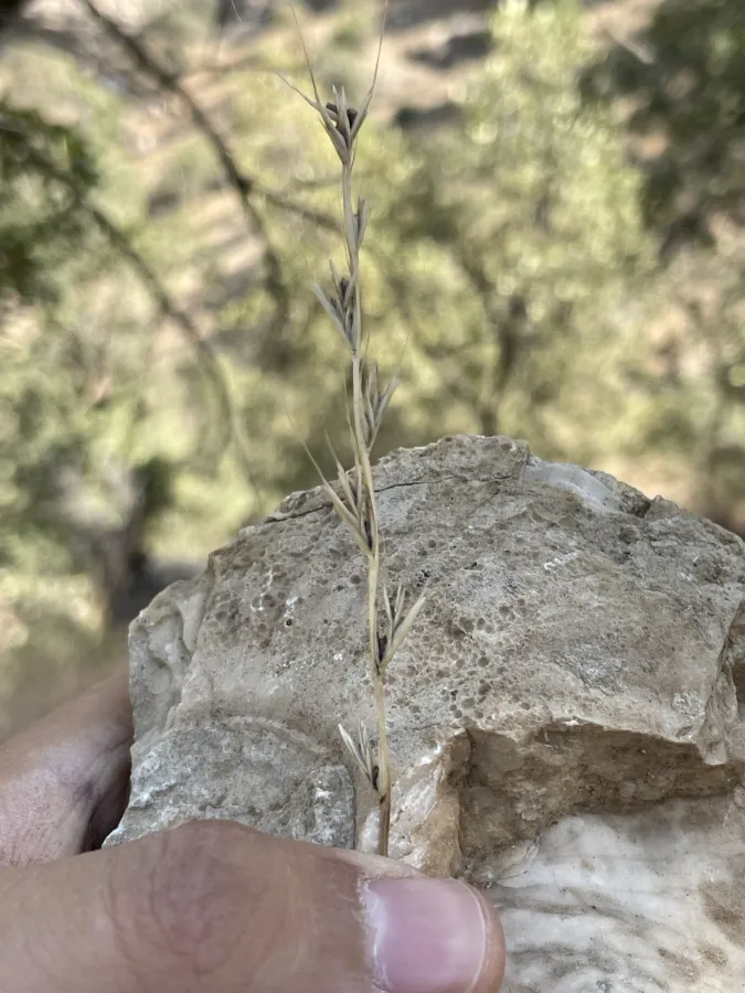 Lolium persicum