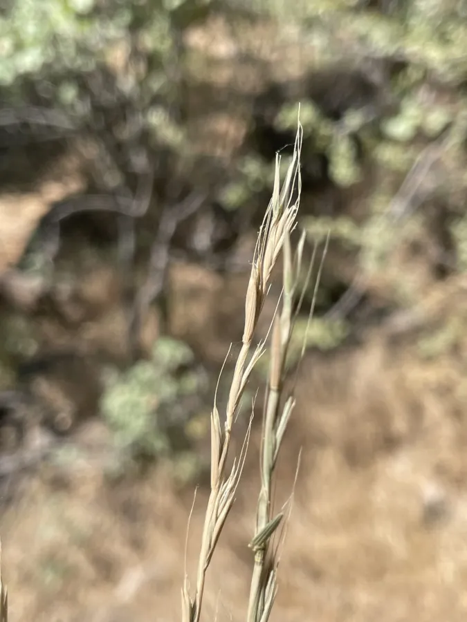 Lolium persicum