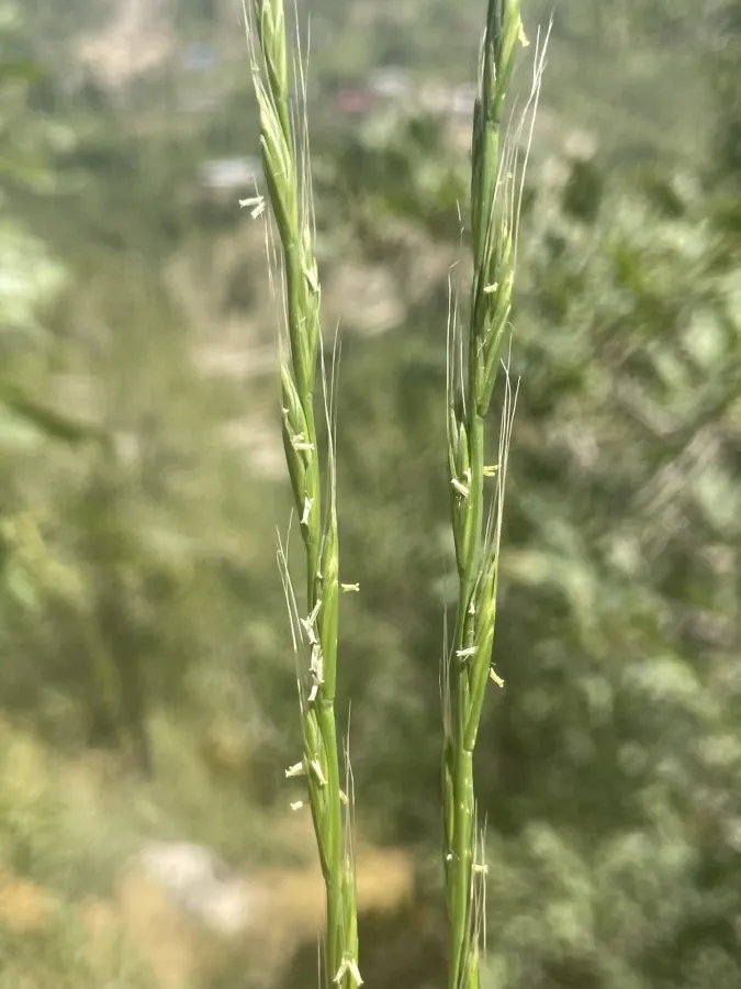 Lolium persicum