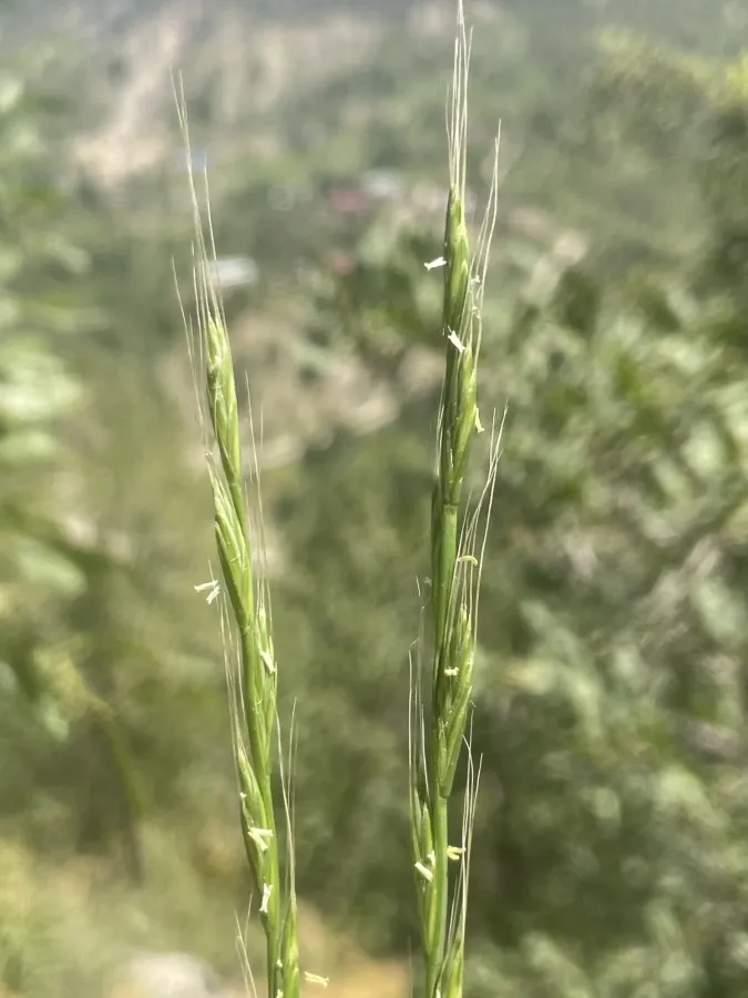 Lolium persicum