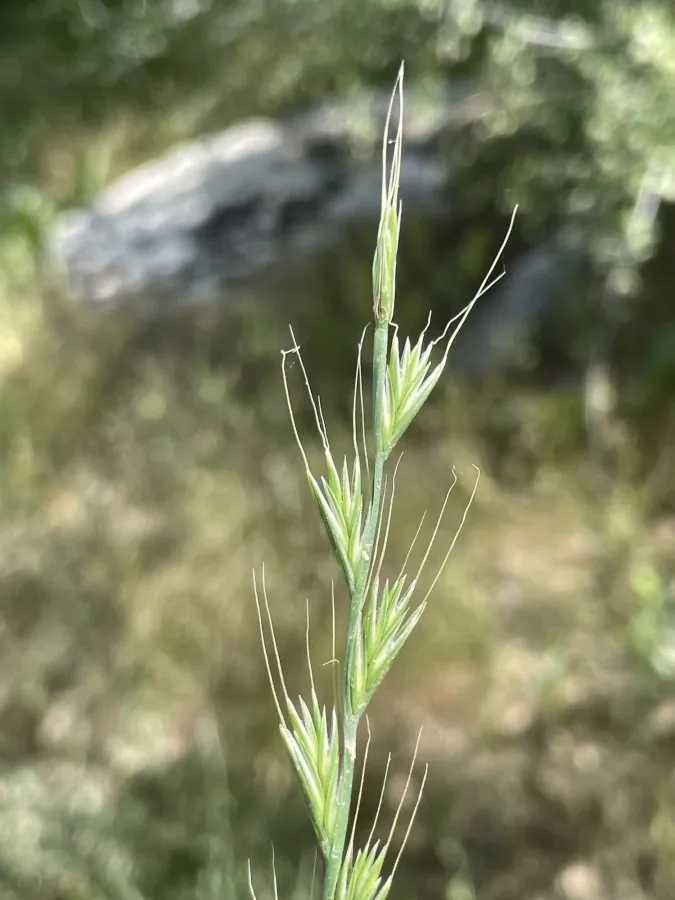 Lolium temulentum