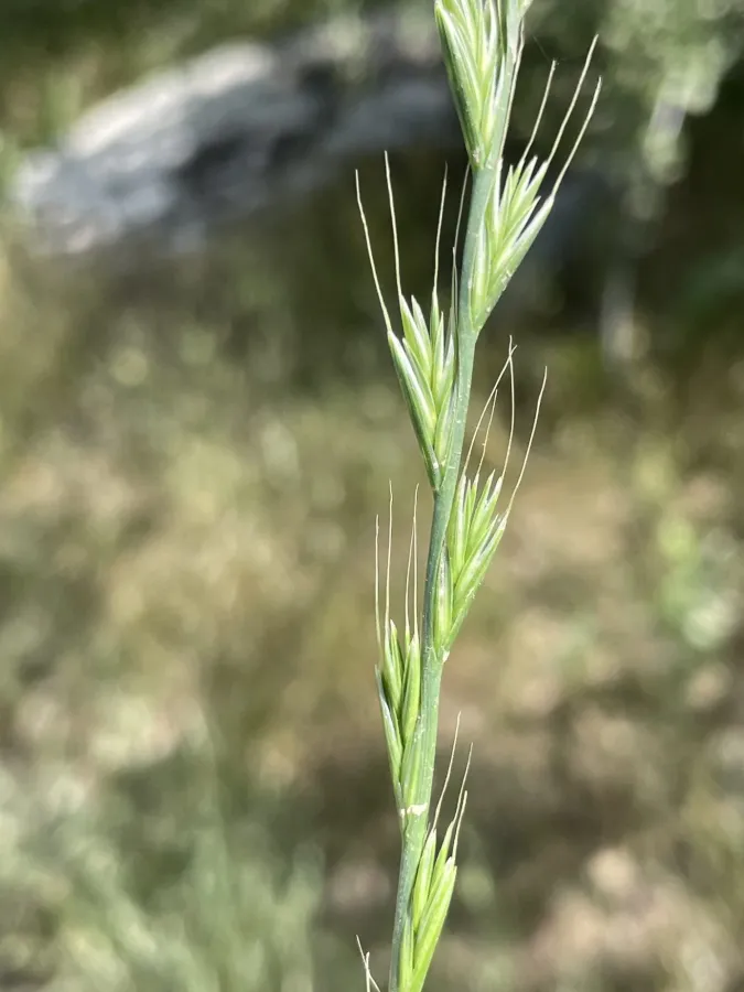 Lolium temulentum