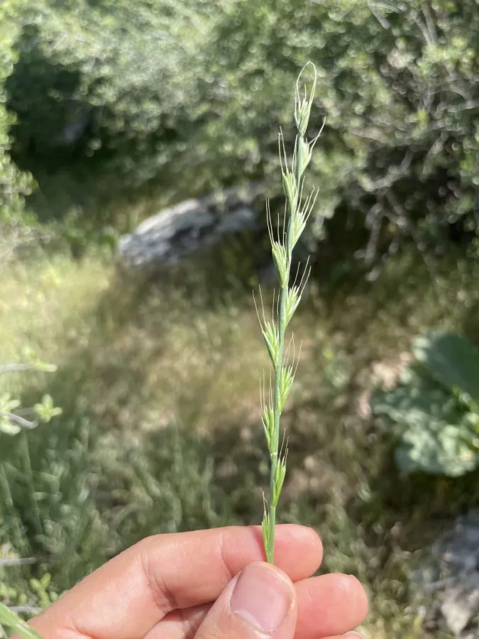 Lolium temulentum