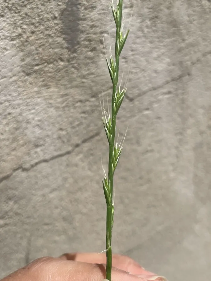Lolium temulentum
