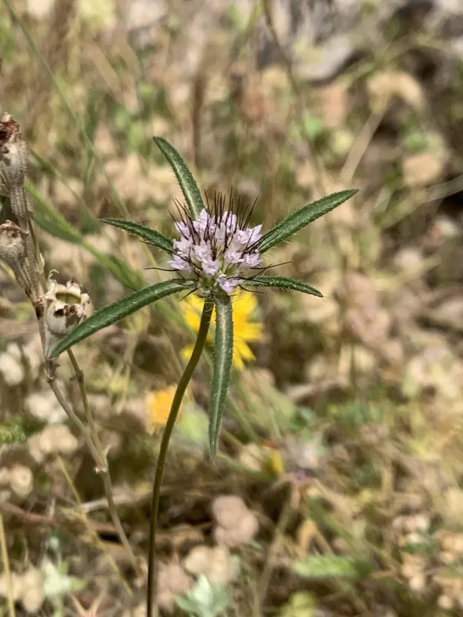 Lomelosia divaricata
