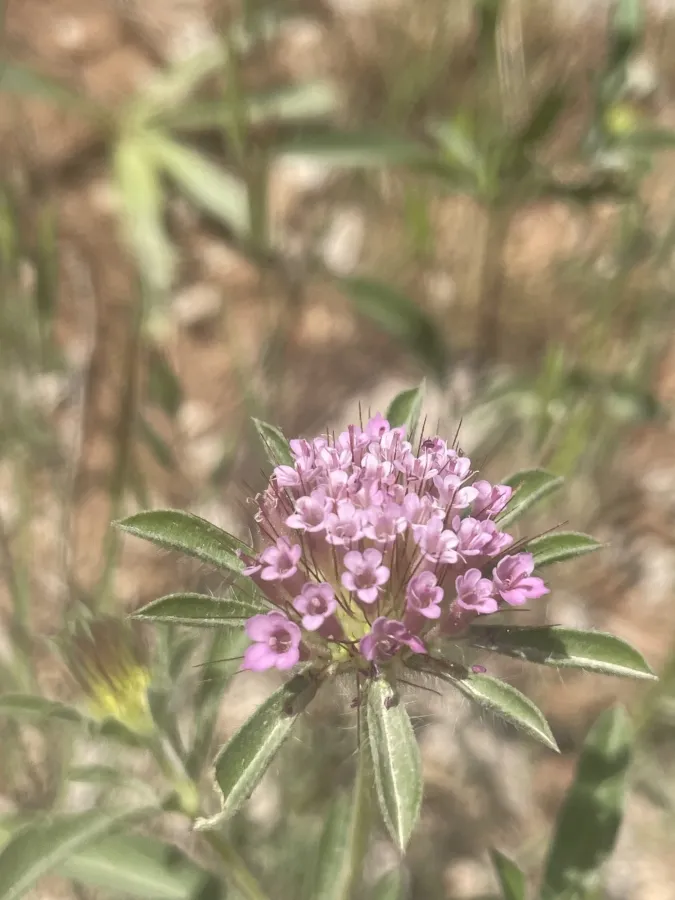Lomelosia divaricata