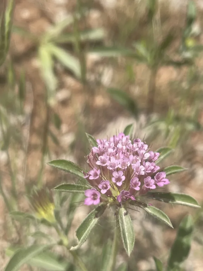 Lomelosia divaricata