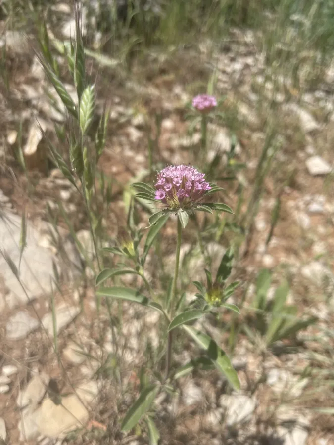 Lomelosia divaricata