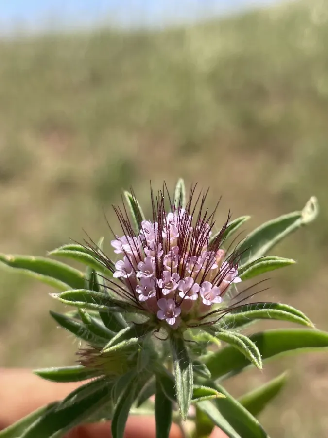Lomelosia macrochaete