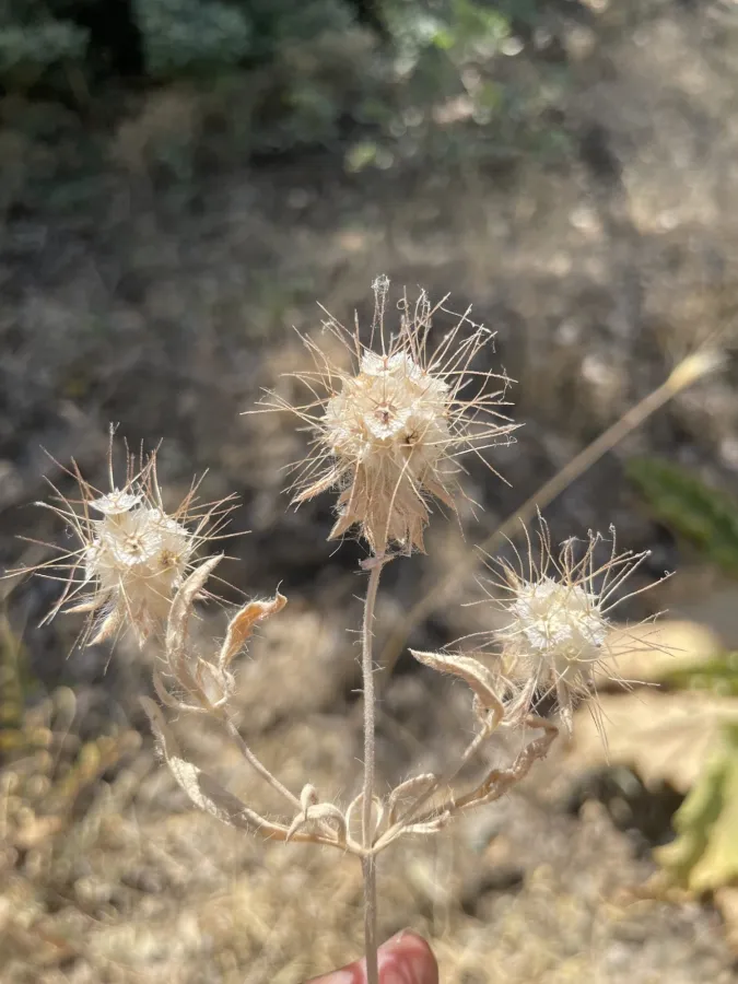 Lomelosia macrochaete