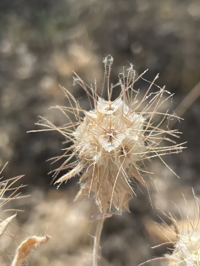 Lomelosia macrochaete