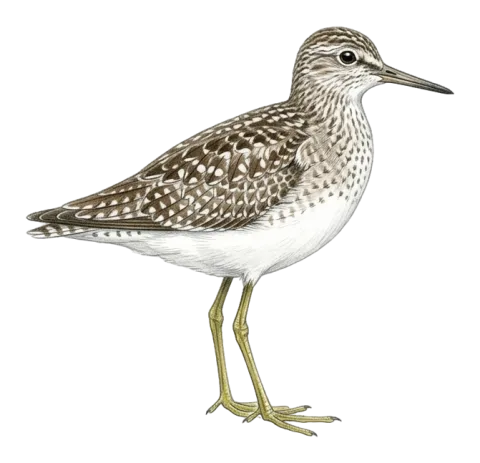 Wood Sandpiper