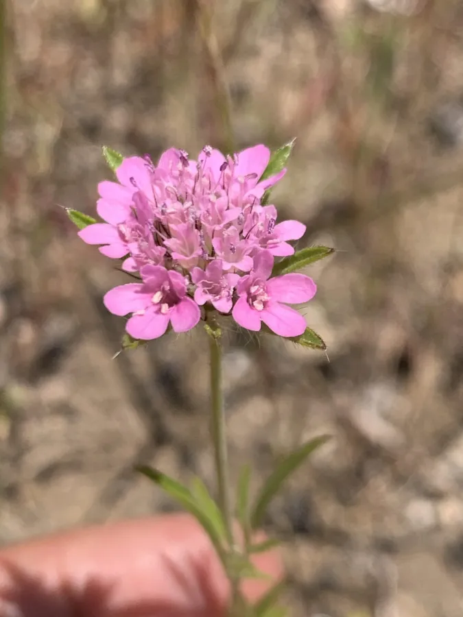 Lomelosia micrantha