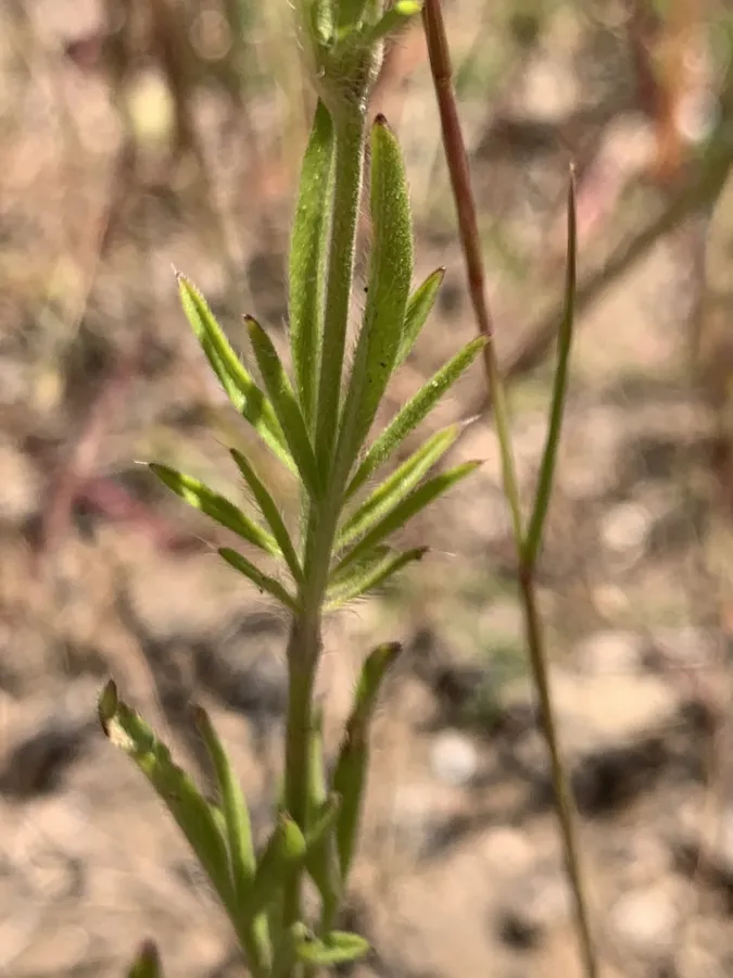 Lomelosia micrantha
