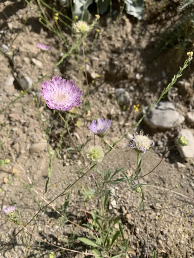 Lomelosia persica