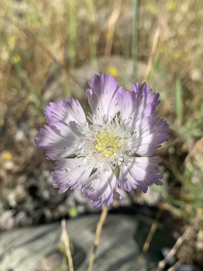 Lomelosia persica