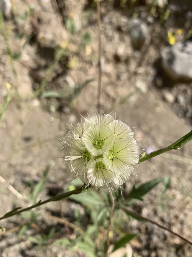 Lomelosia persica
