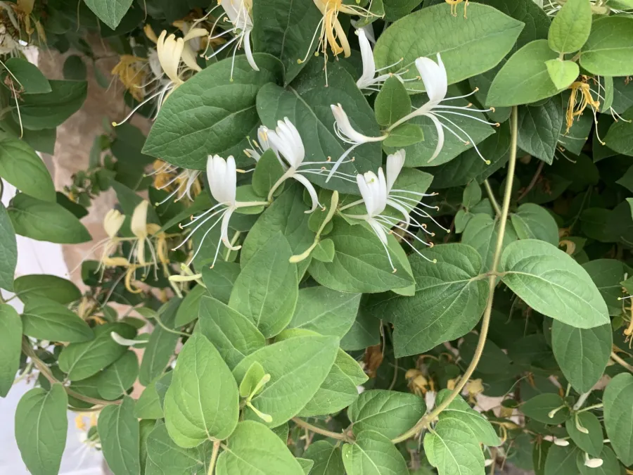 Lonicera japonica