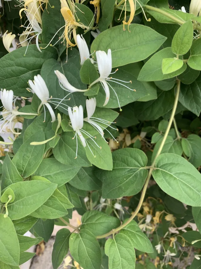 Lonicera japonica