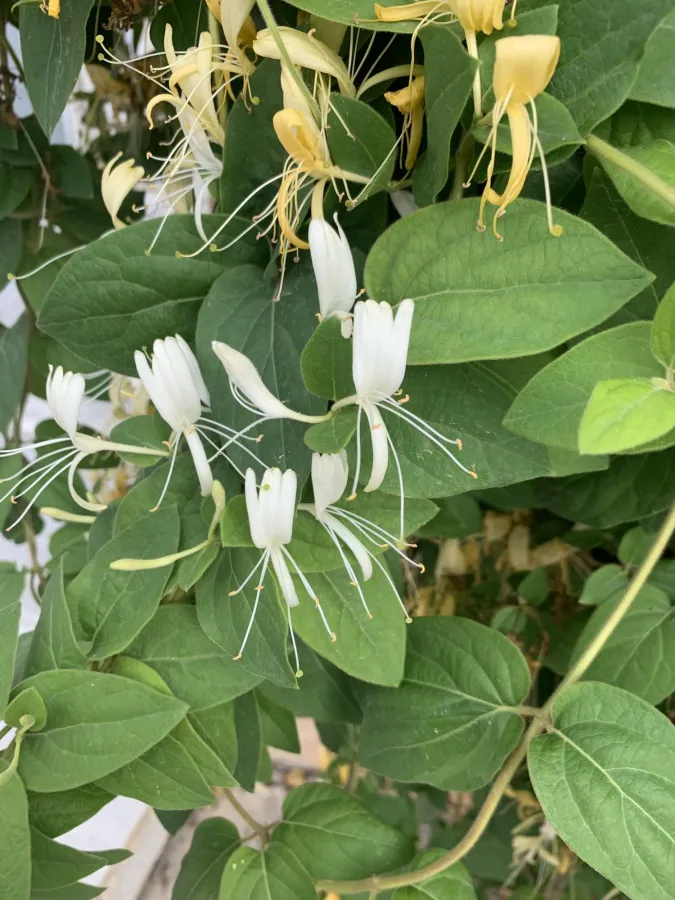 Lonicera japonica