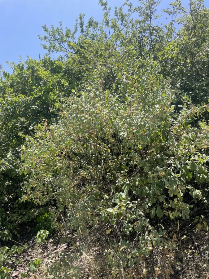 Lonicera nummulariifolia