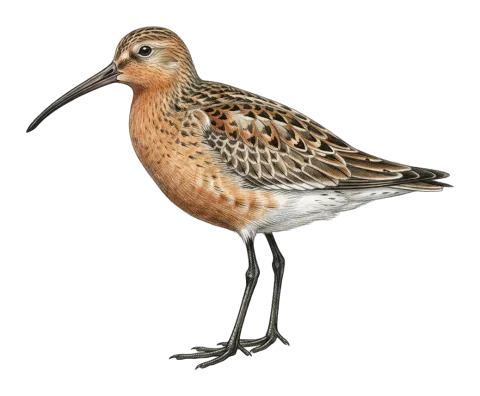 Curlew Sandpiper