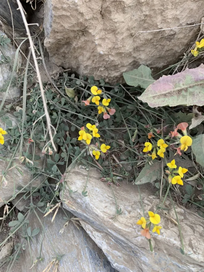 Lotus corniculatus