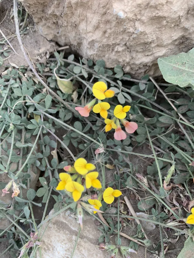 Lotus corniculatus