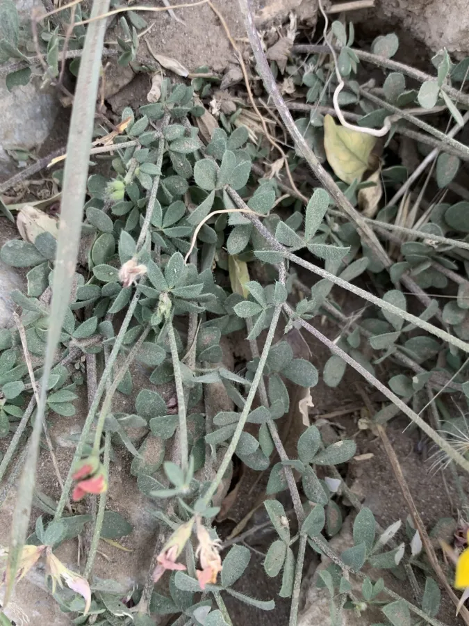 Lotus corniculatus
