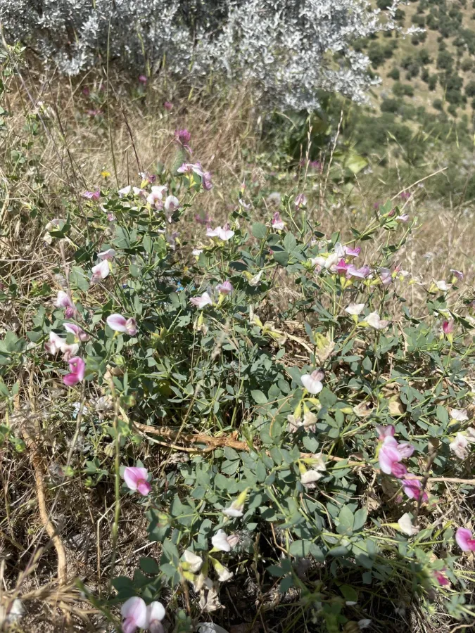 Lotus gebelia
