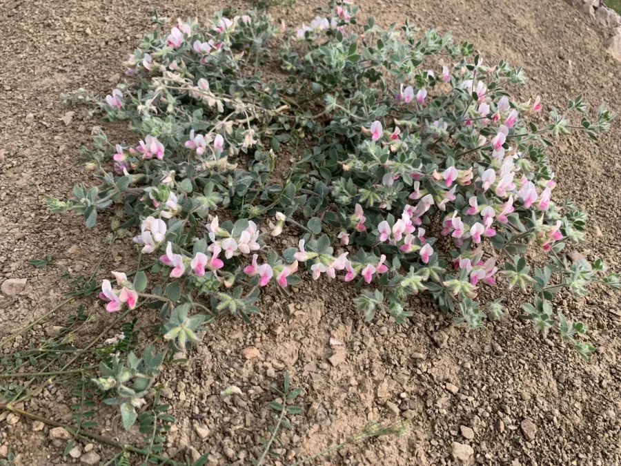Lotus gebelia
