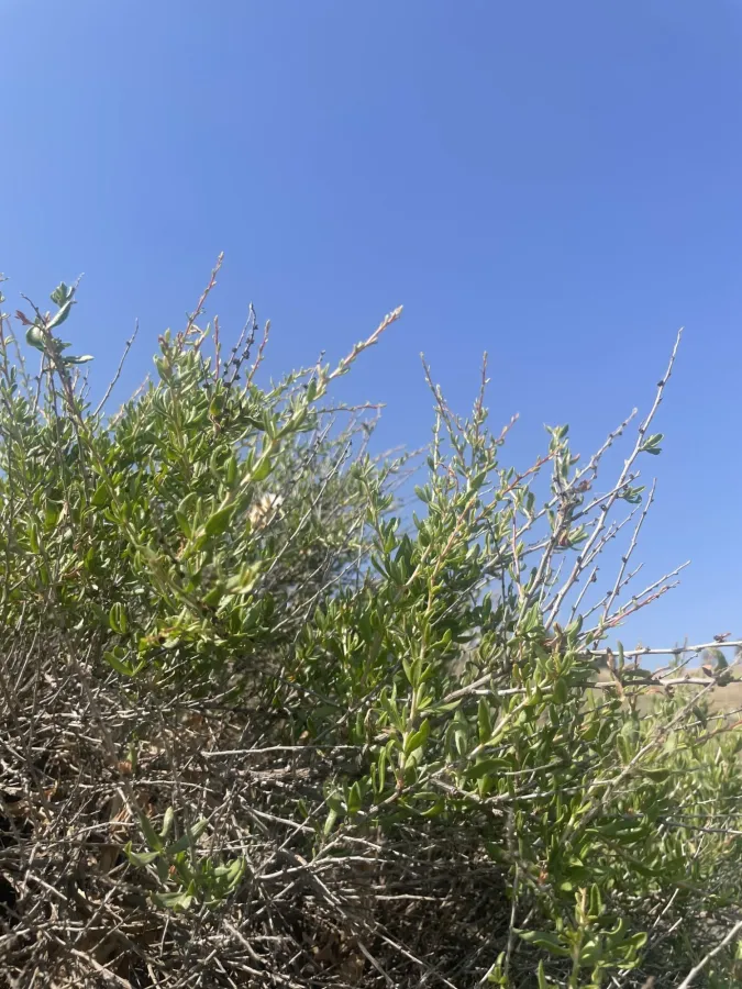 Lycium depressum