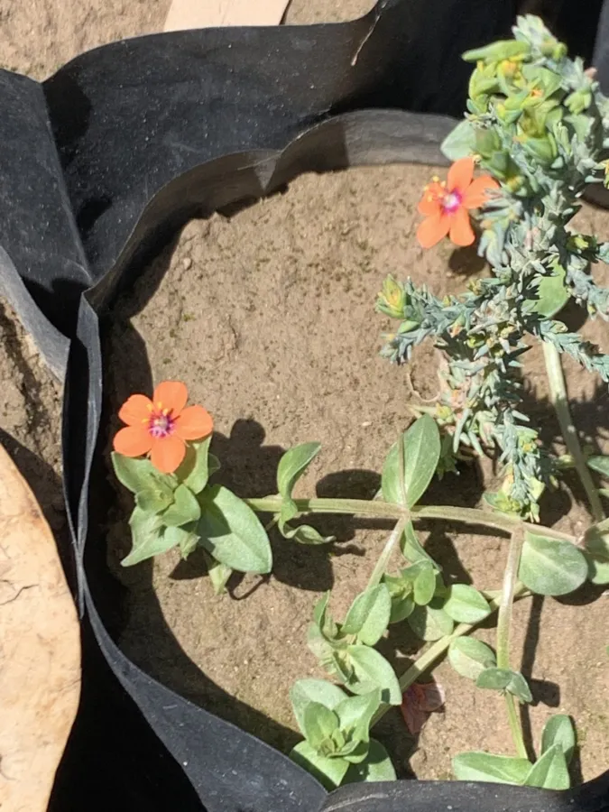 Lysimachia arvensis