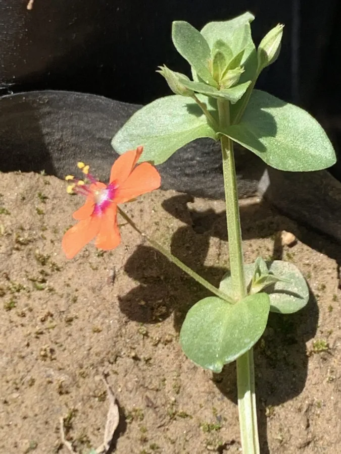 Lysimachia arvensis