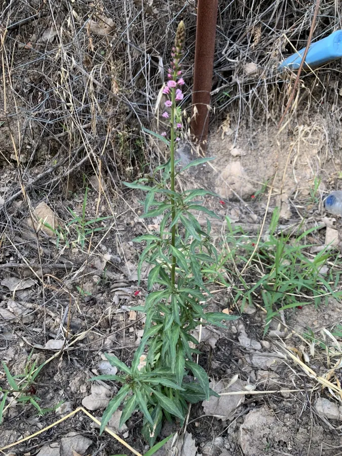 Lysimachia dubia