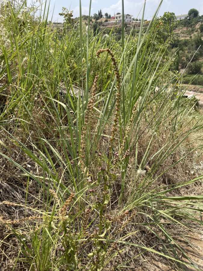 Lysimachia dubia